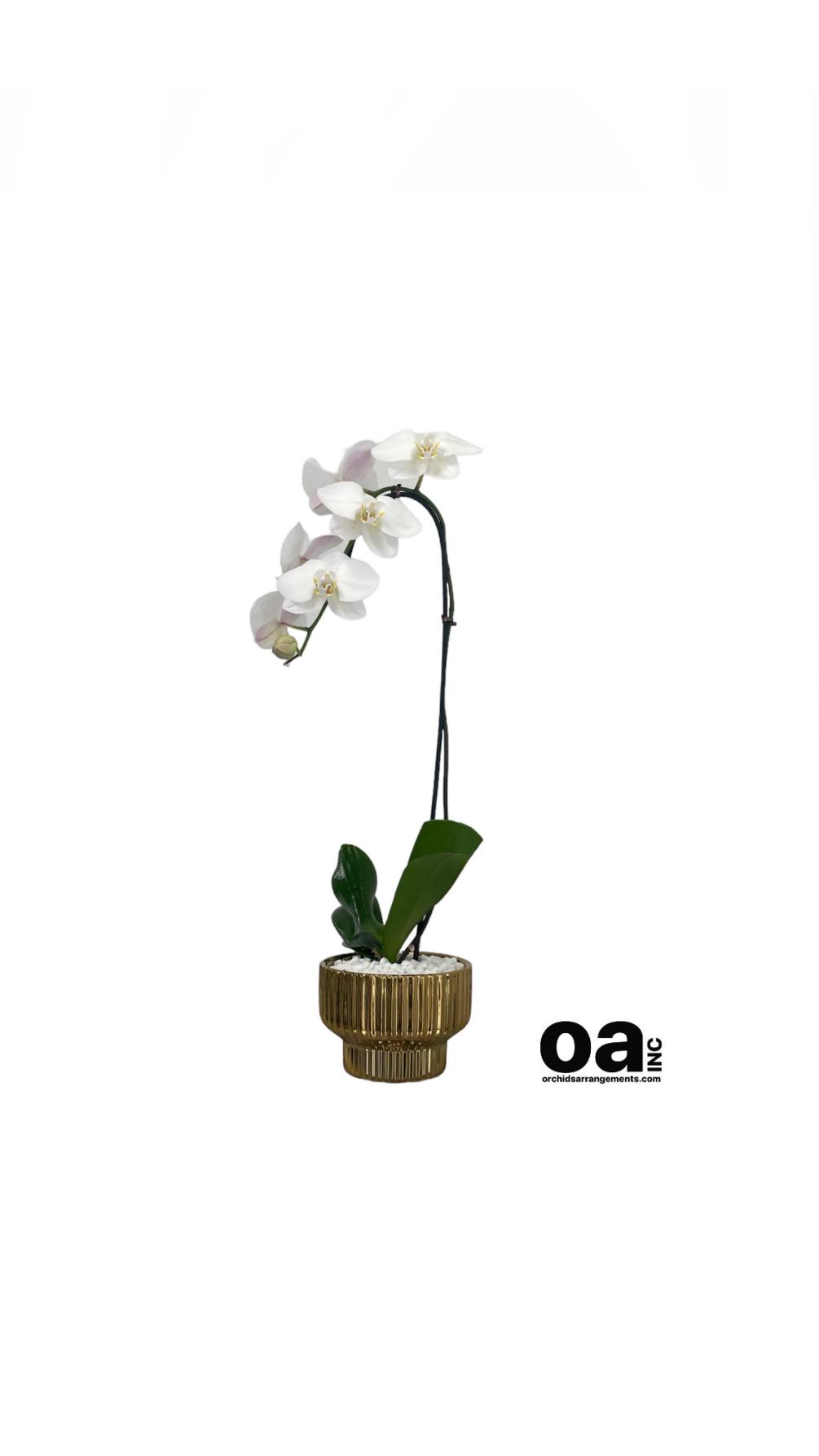Miami Beach orchids gifts
1 white orchid flowers 6&quot; D X 6&quot; T
