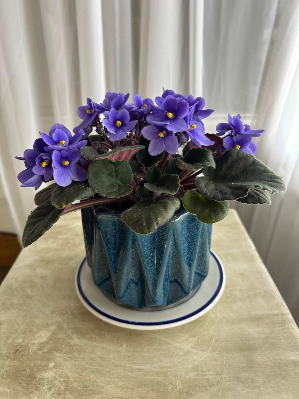 Small African Violet in a Ceramic. Call shop to confirm availability.