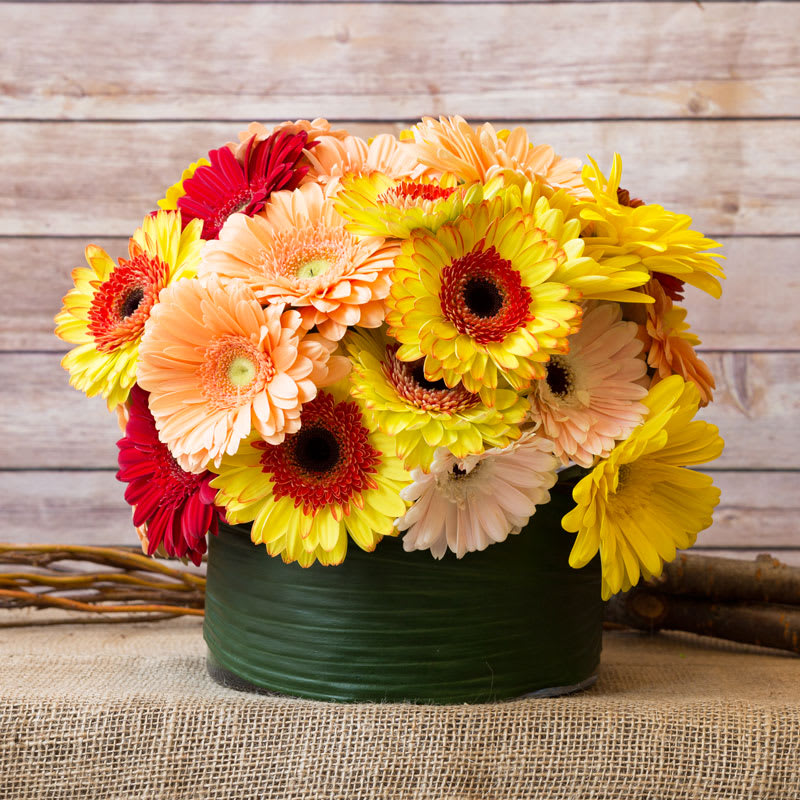 MIXED-COLOR GERBERA DAISIES IN ROUND GLASS.