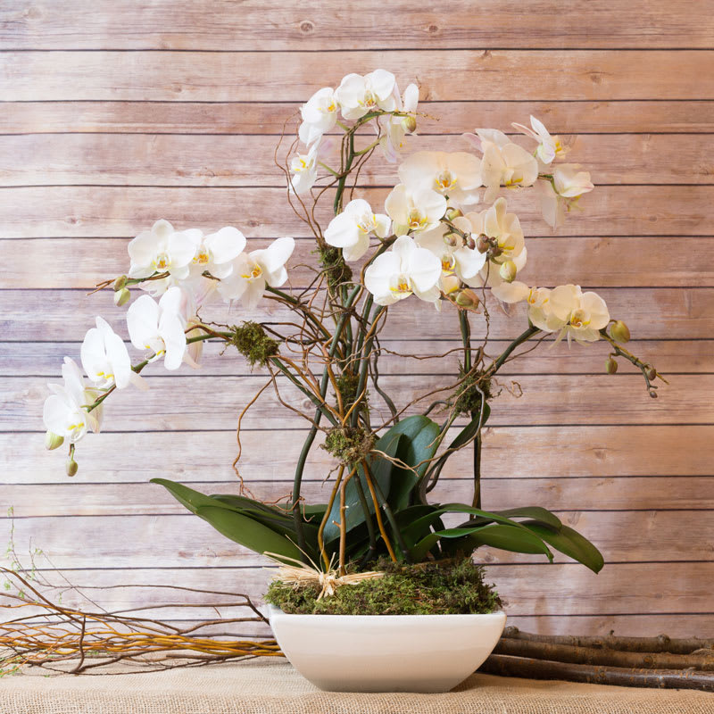 3 ORCHID PLANTS WITH 6 STEMS IN DECORATIVE CONTAINER.
LARGER PLANTS WITH MULTI-STEMS