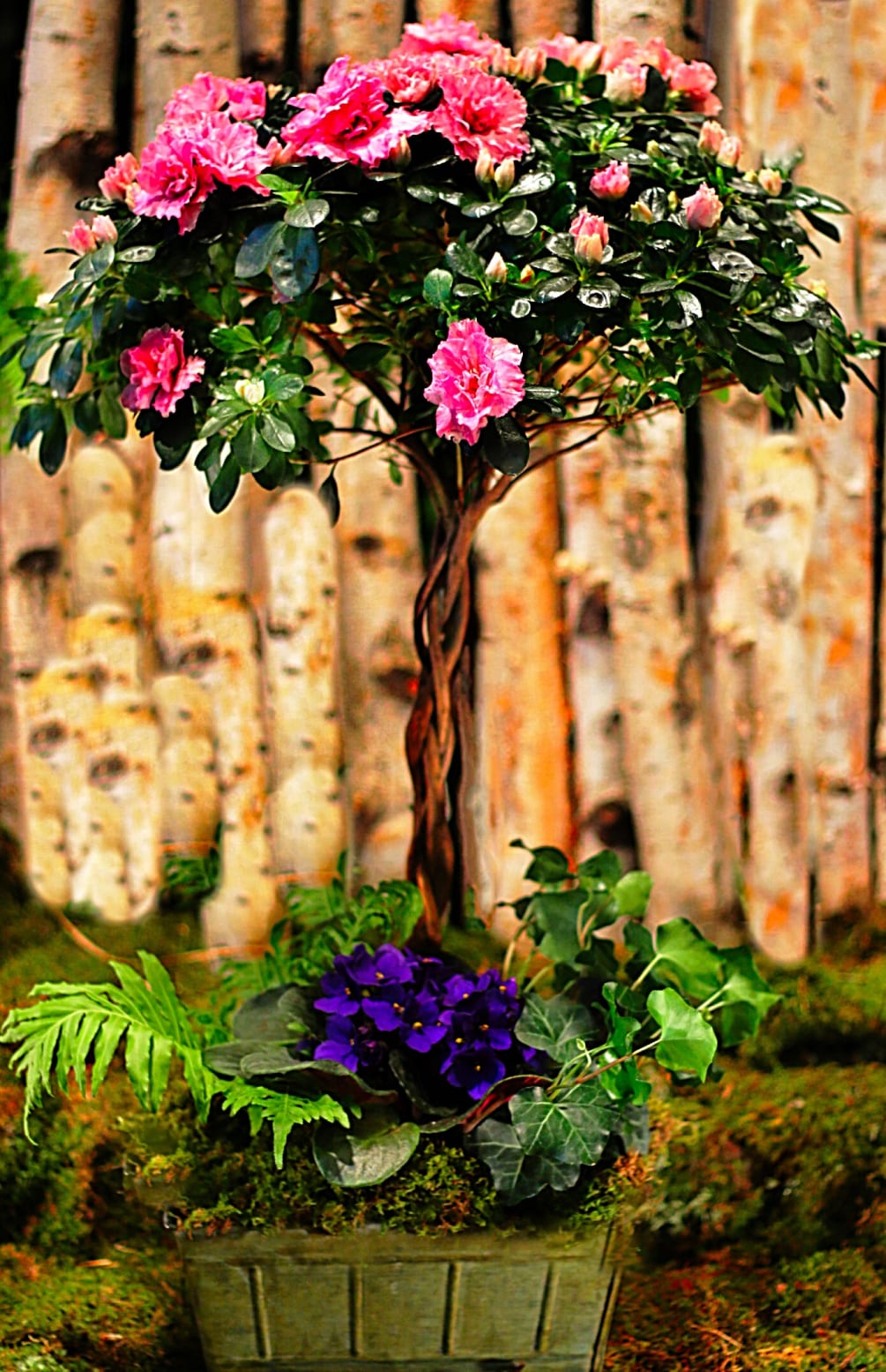 AZALEA PLANT, FERN, IVY, AND AFRICAN VIOLET.