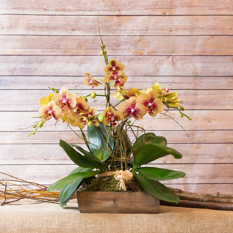 EXOTIC AND ENCHANTING ORCHID IN WOODEN CONTAINER. 