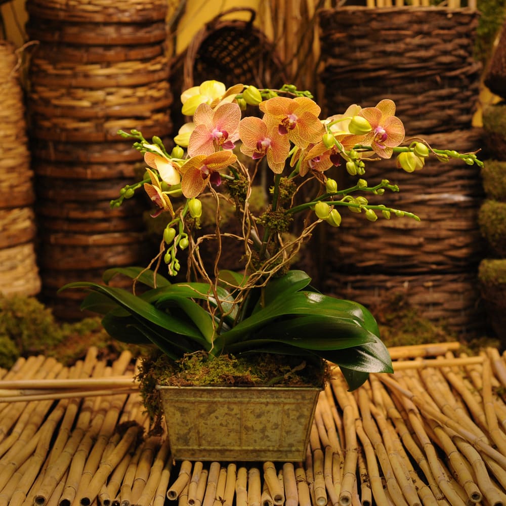 TRIPLE ORCHID PLANT NICELY DECORATED WITH CURLY WILLOW IN RUSTIC TIN CONTAINER.