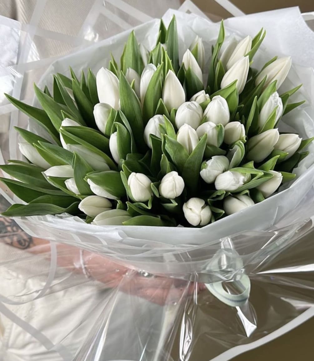 White tulips in a winter is a magic trick. Tulips were born