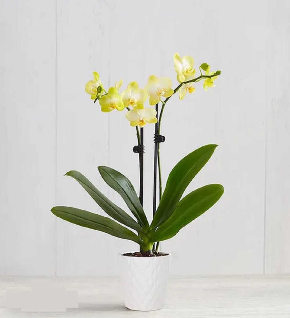 Our exotic yellow Phalaenopsis orchid will brighten up any space with warmth