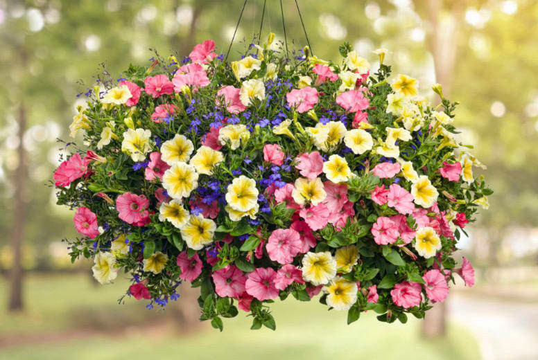 Varying colors and flowers in a hanging basket, perfect for a Mother&rsquo;s