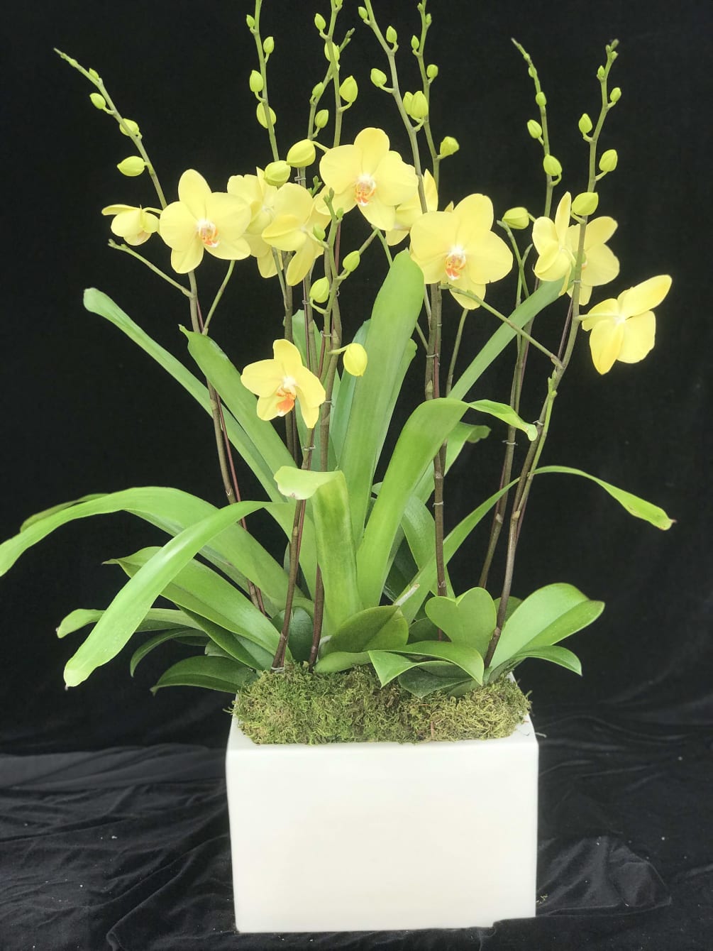 Yellow Phalaenopsis Orchids arrangement in a ceramic pot.