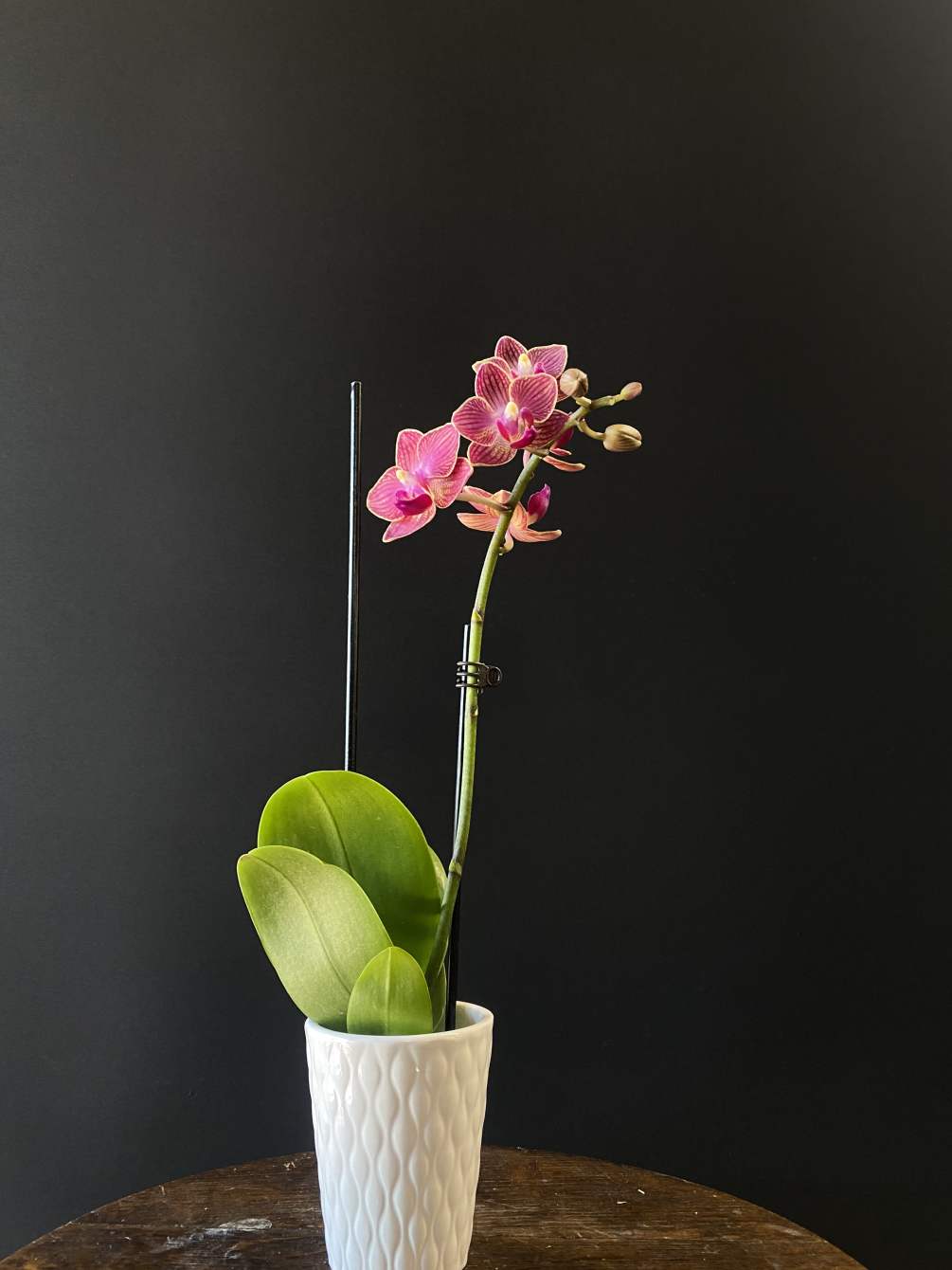 Mini orchids are a perfect gift for any occasion and are sure