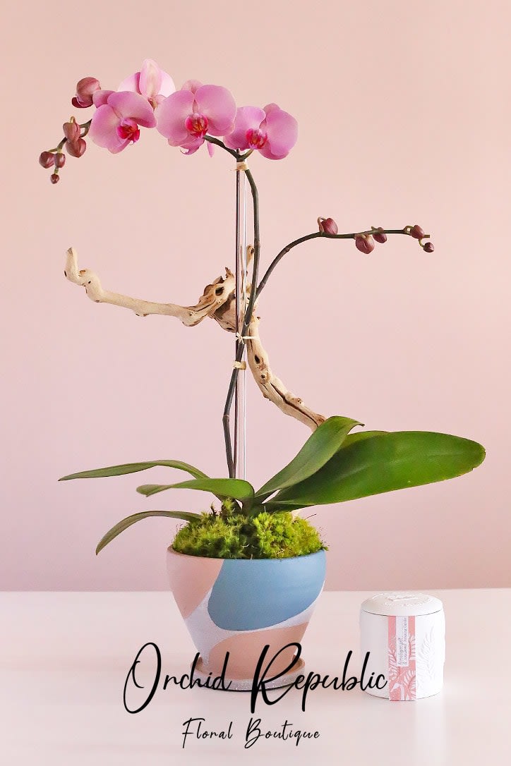 Exquisite double-stemmed phalaenopsis orchids in a pretty pop of pink. This dainty