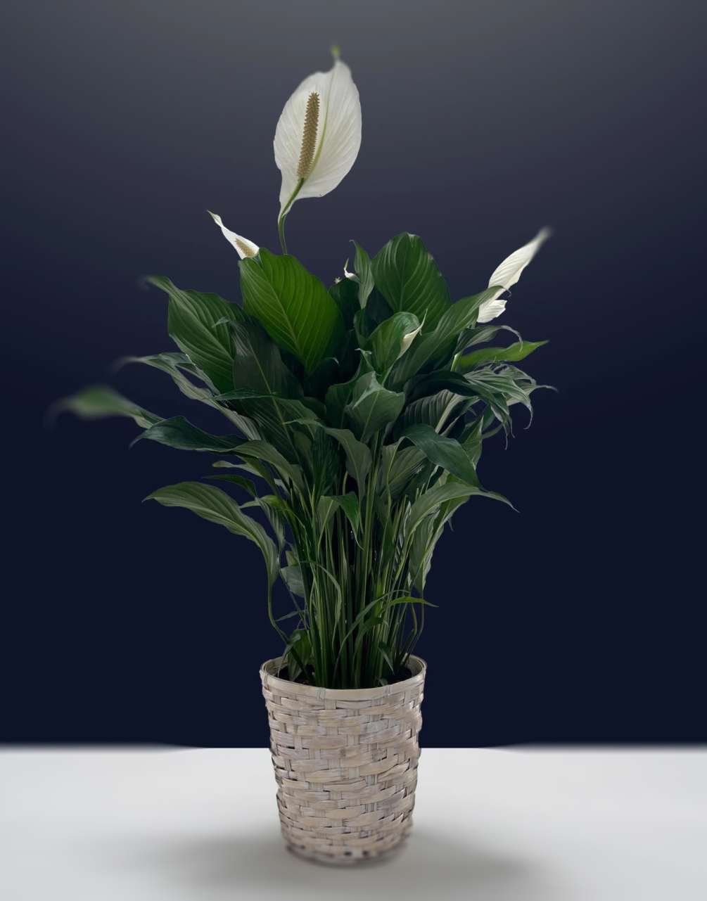  8&quot; (20.32cm) potted Peace Lily plant
Note: Depending on the season, some