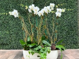 BEAUTIFUL WHITE ORCHIDS