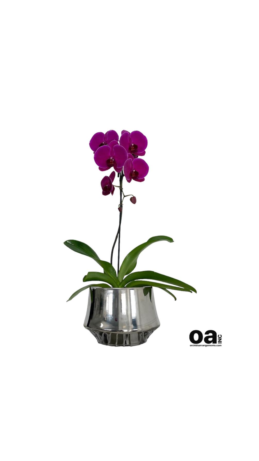 Floral Brickell orchids 
1 purple orchid flower 8&quot; D x 7&quot; T