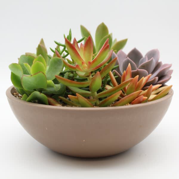 A mix of succulent plants
designed in a planter.
Variety and size of succulents