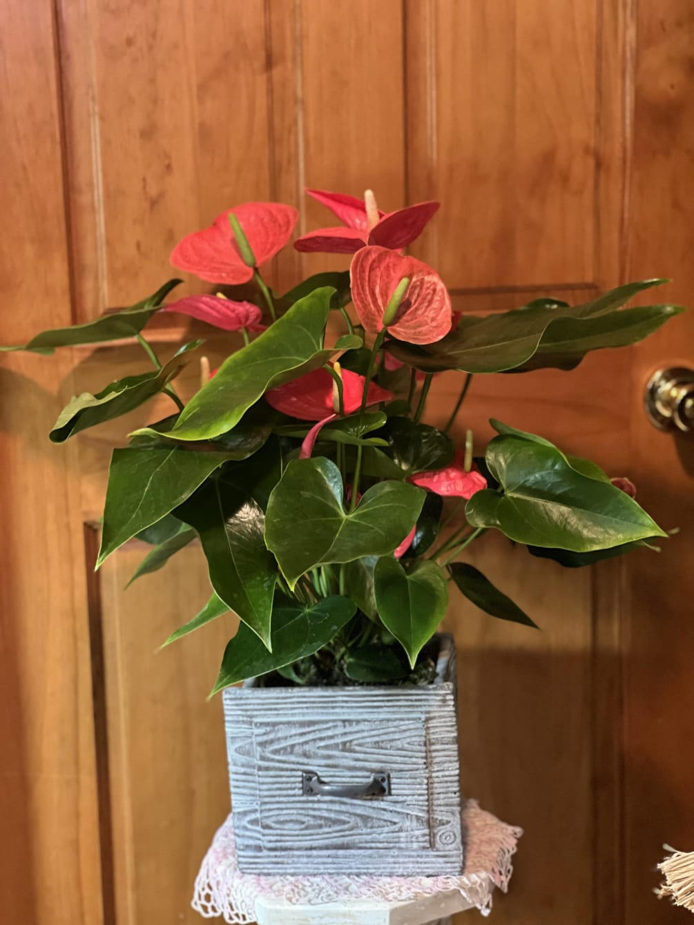 This beautiful flowering Anthurium Plant comes in a heavy ceramic pot shaped