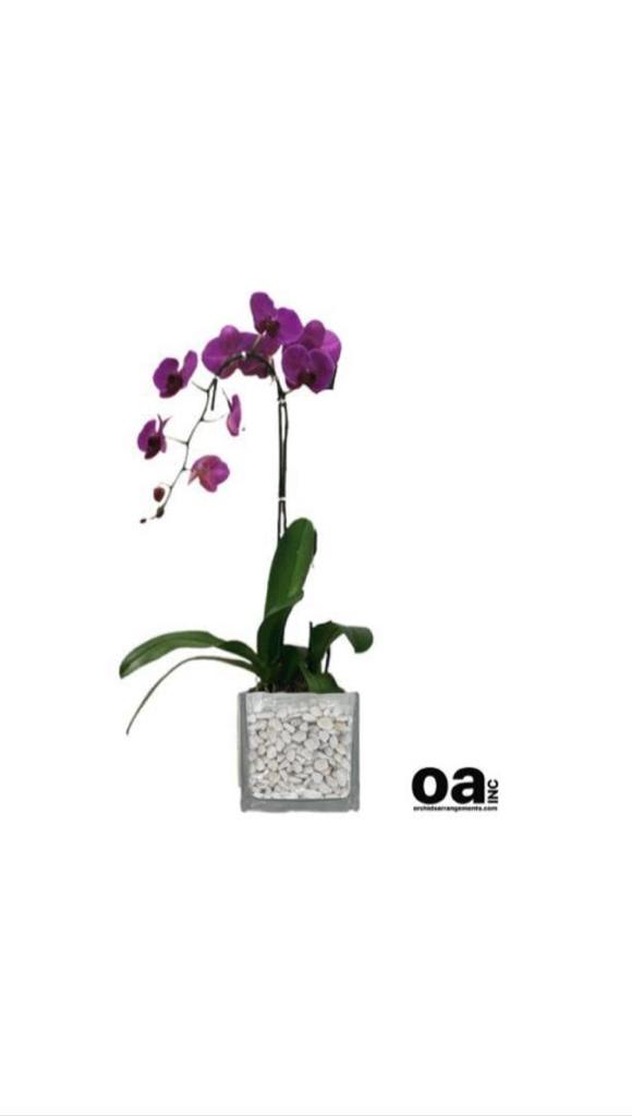  Bal harbour orchids floral
1 purple orchid flowers 5&quot; D x 5&quot;