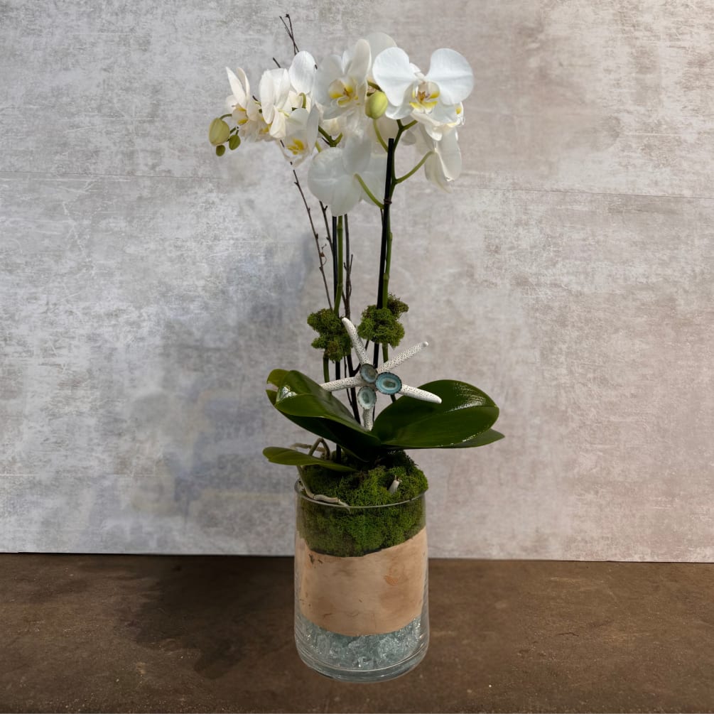 Experience the serene beauty of the Seaside Orchid Elegance. This double-stemmed Phalaenopsis