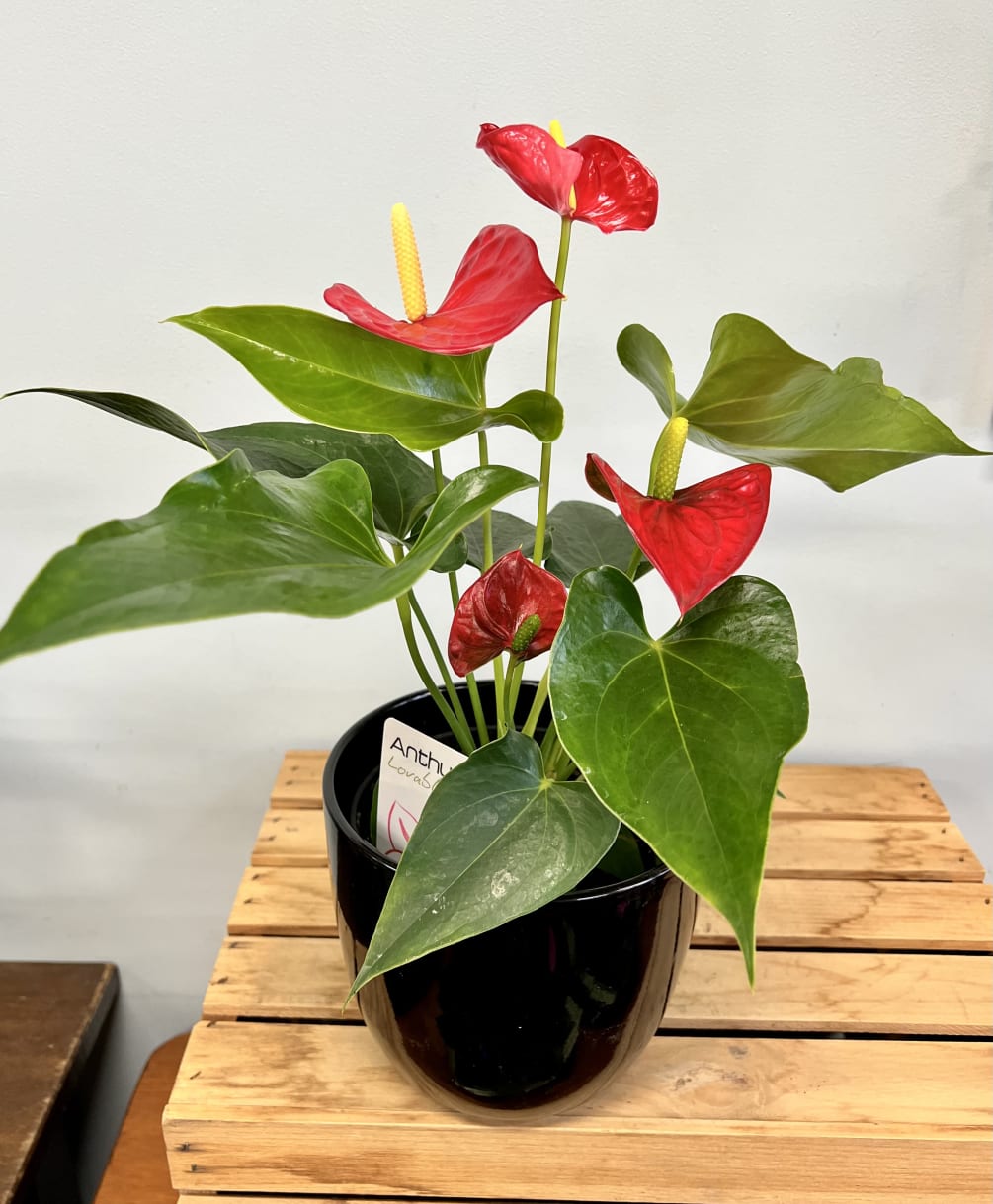 Anthuriums like a well-lighted place, but not direct sunlight. They love warmth