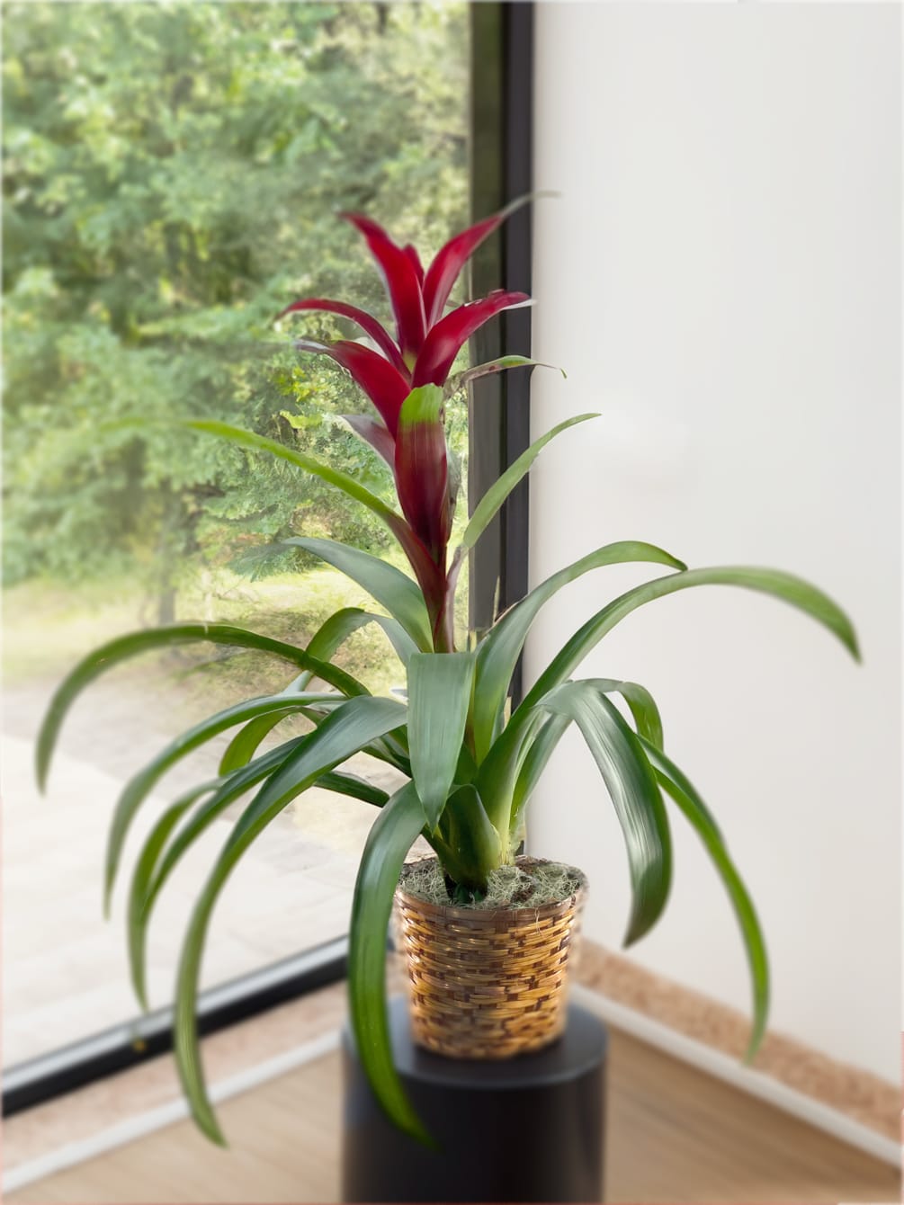 The Bromeliad Plants come in a wicker basket or ceramic containers (upgraded