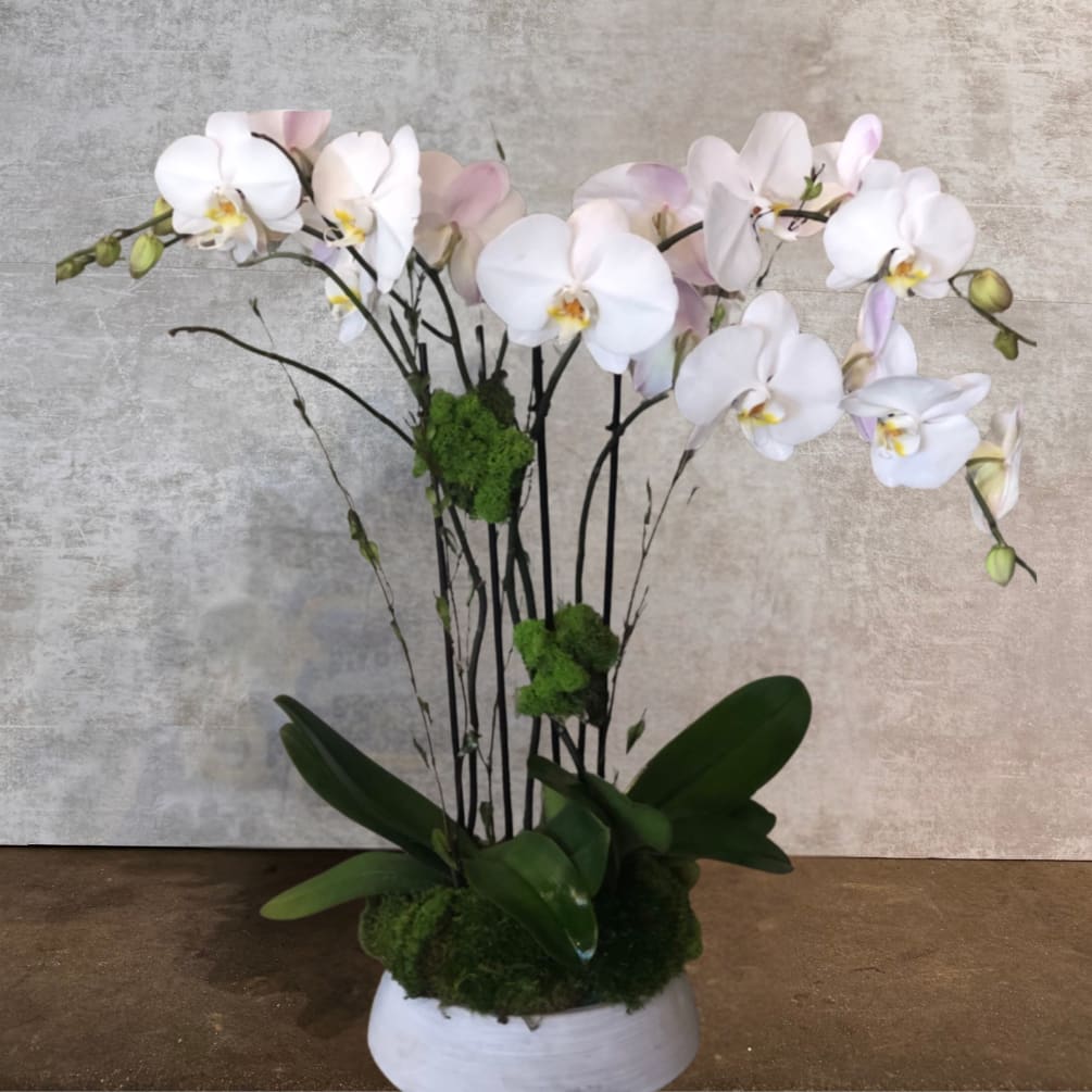 Multiple sprays of pristine white orchids, artistically arranged with dark, slender branches