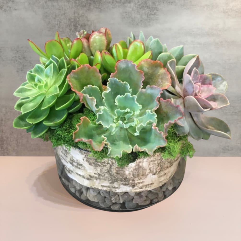 This arrangement beautifully showcases a variety of succulents, each selected for its