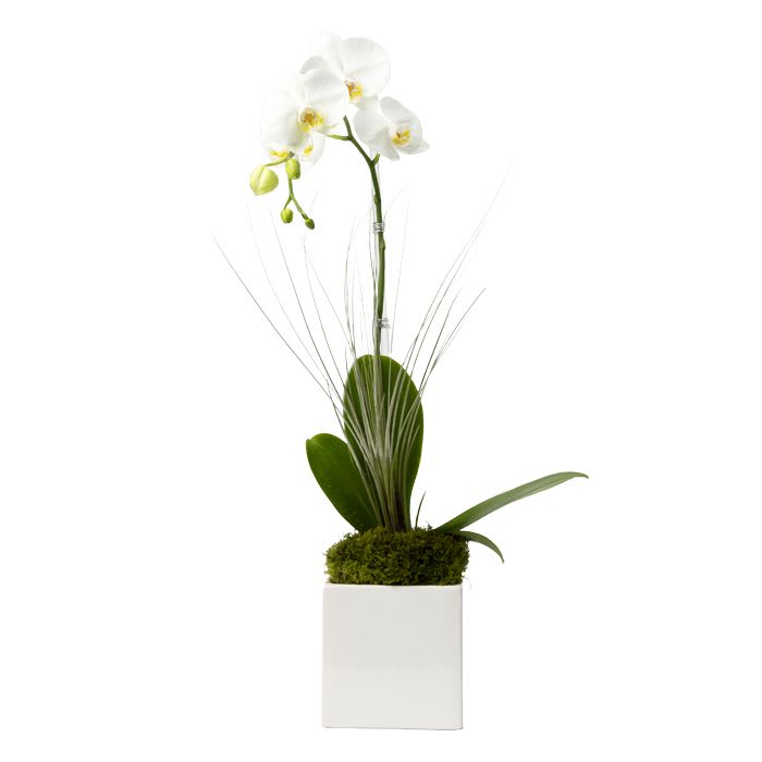 Single Stem White Phalaenopsis Orchid in a White Ceramic Container with Air