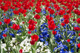 mostly Red, white and Blue flowers  for military memorial services. 