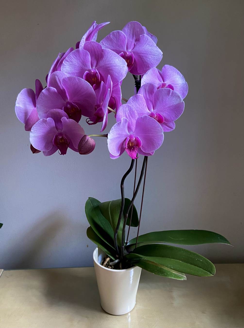 Beautiful deep pink glowing orchid plant with multiple blossoms.