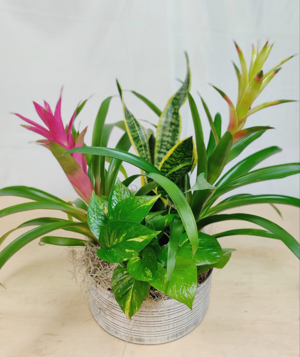 Assorted bromeliads and green plants arranged together in a round planter. Live
