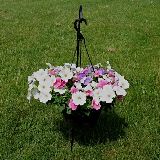 Pink/Purple/White Petunias in a colorful hanging basket.  