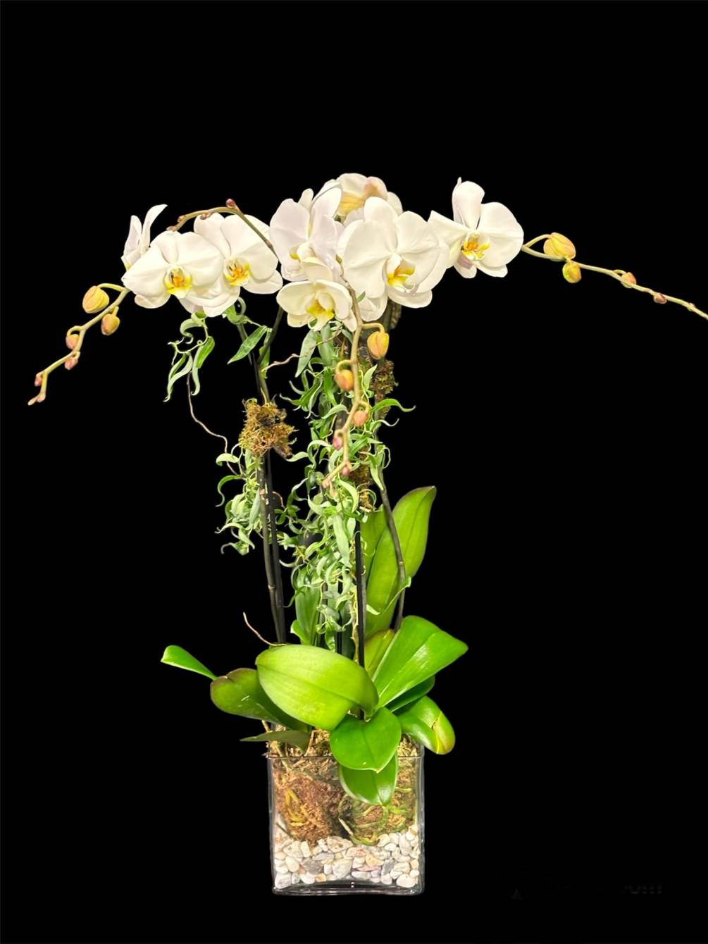 4 stems of white orchid plants in square crystal vase.

