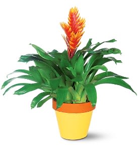 Its spectacular bloom resembles a flaming torch. Easy to maintain, with long-lasting