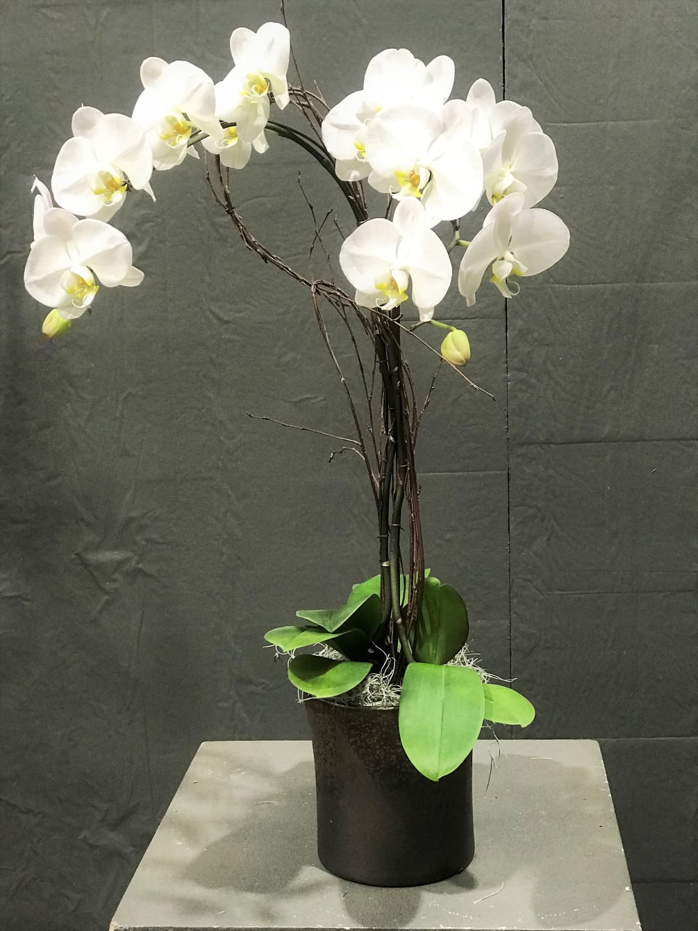 Two Orchid in a ceramic pot