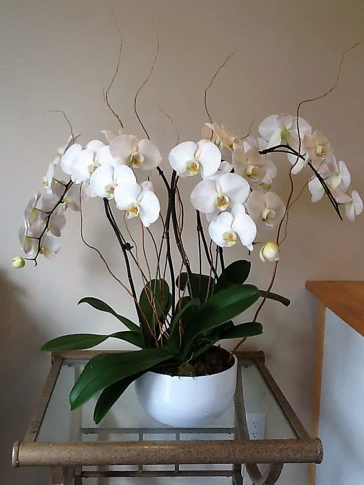 Large white Phalaenopsis with mid. size bowl 
