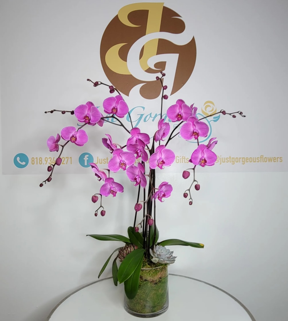 Orchid plant with greenery and succulents 