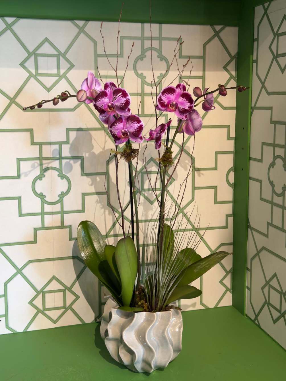 An elegant ceramic container with two beautiful phalaenopsis orchid plants; decorated with
