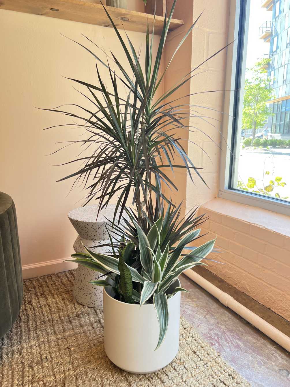 This beautiful floor plant features a staggered cane dracaena planted with other