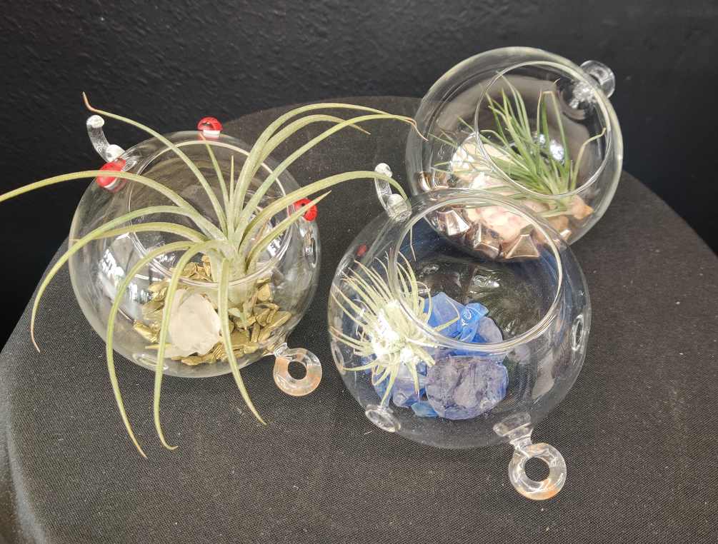 1 airplant in a hanging terrarium. multiple pictured to show variety. chosen