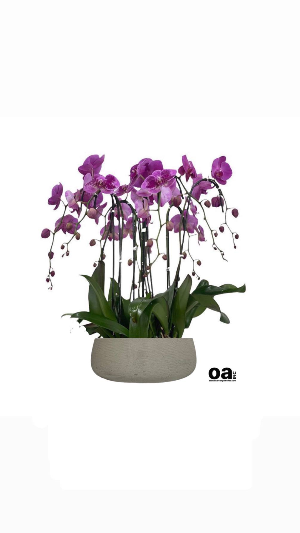 Hallandale Beach flowers bouquet
7 purple orchids flowers 20&quot; D x 6&quot; T