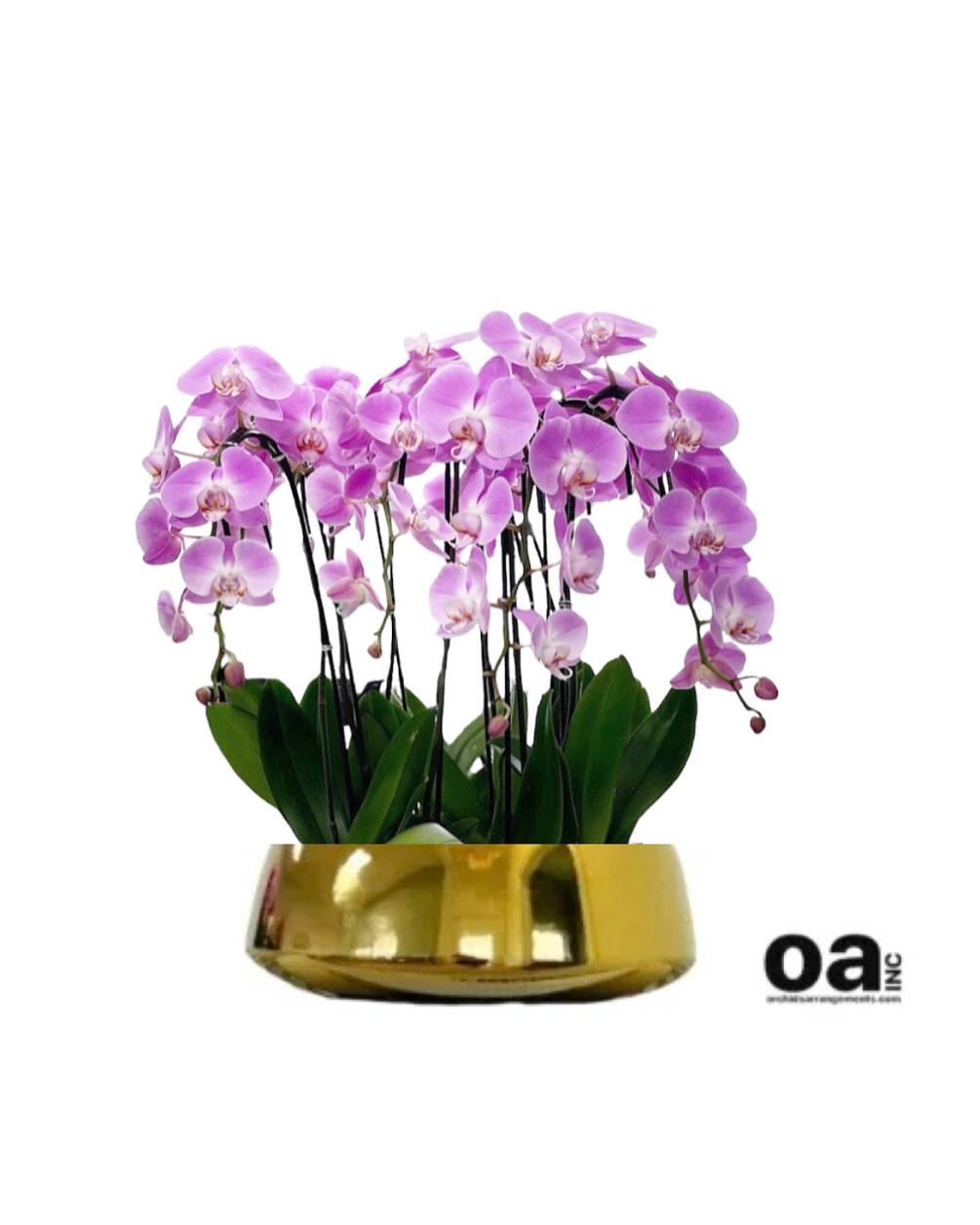 Floral Orchids Miami
10 pink orchids flowers 14&quot; D x 5&quot; T Bouquet
Delivery