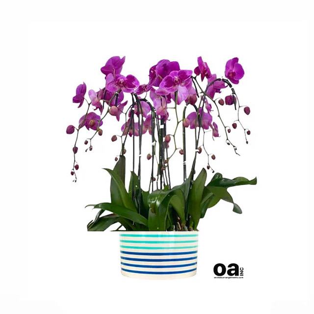 Doral gifts flowers
10 purple orchids flowers 12&quot; D x 5&quot; T bouquet
Delivery