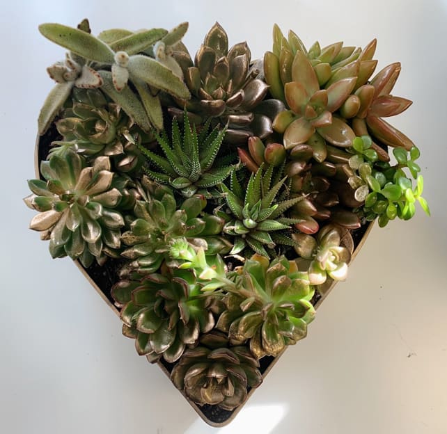 Beautiful assorted succulents in a gold heart container. One of a kind