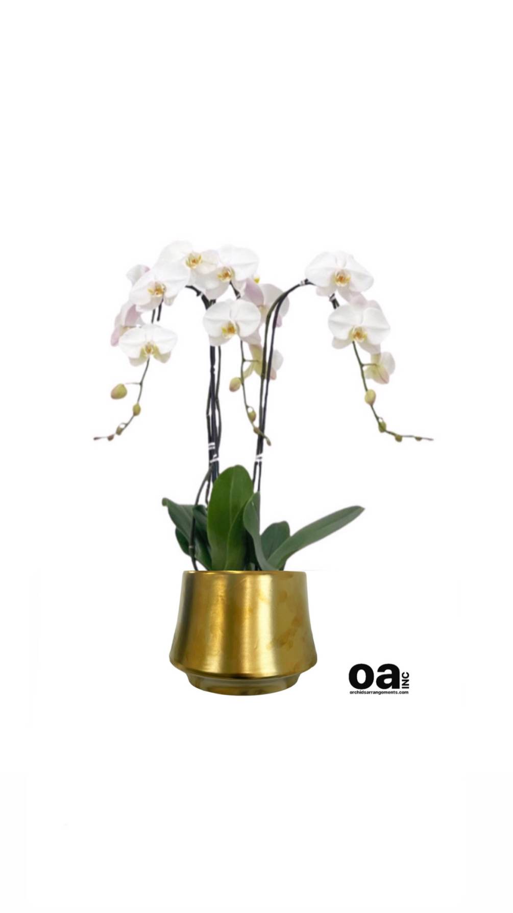 Arrangements Hallandale Beach floral
3 white orchids flowers 6&quot; D x 6.5&quot; T