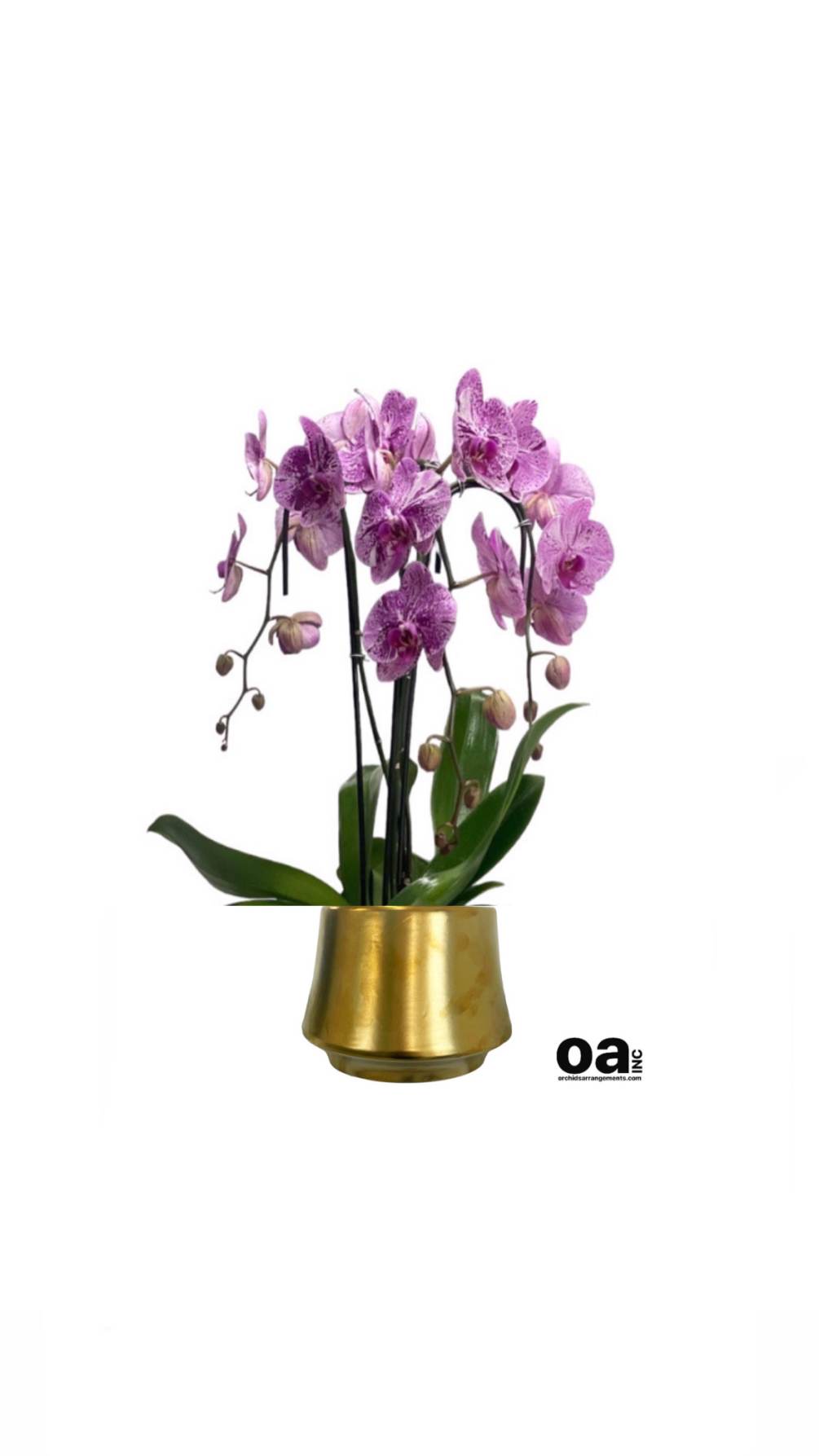 Hallandale Beach arrangements floral
3 pink orchids flowers 6&quot; D x 6.5&quot; T