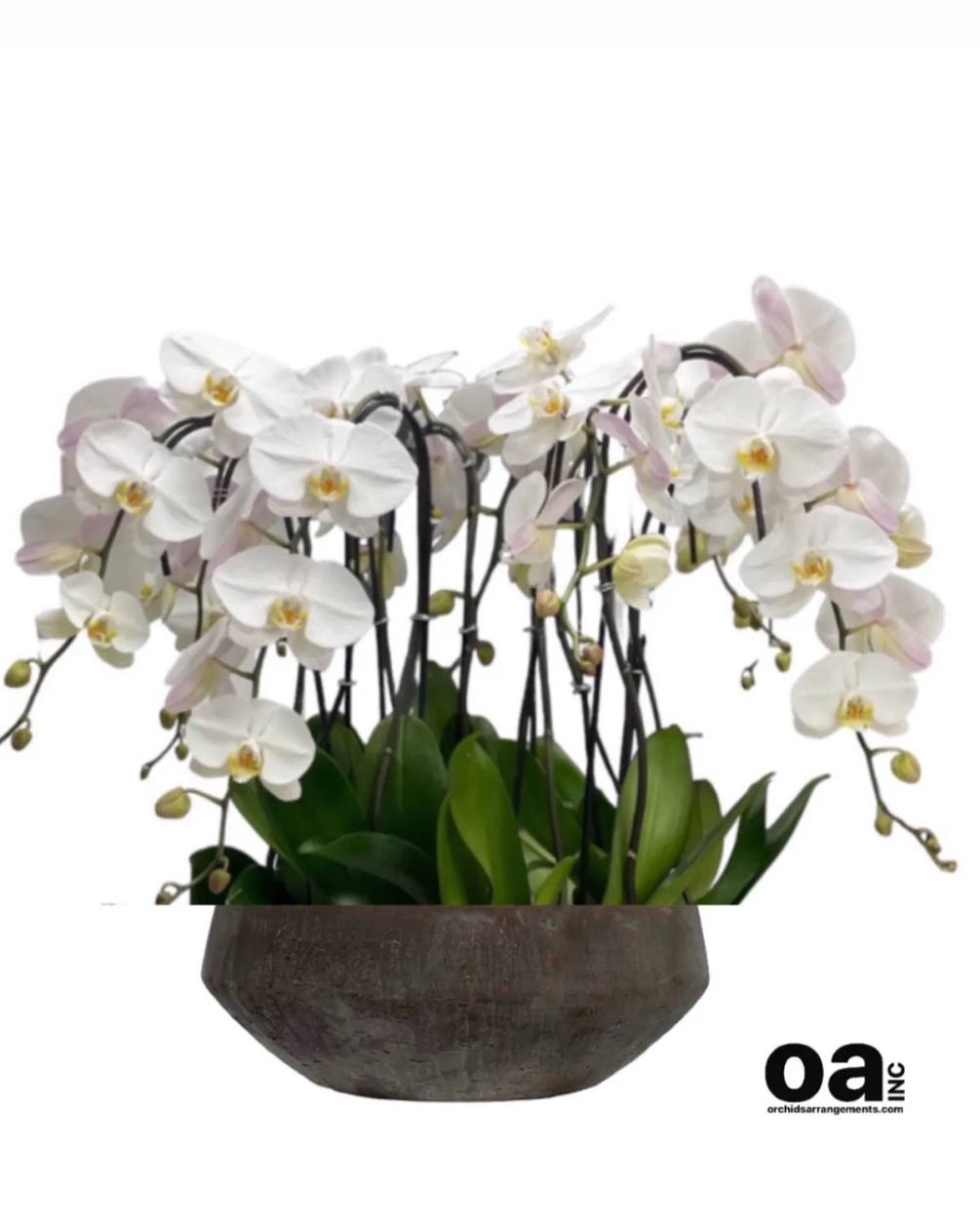 Flowers gifts Hallandale Beach
15 white  orchids flowers 15&quot; D x 6&quot;