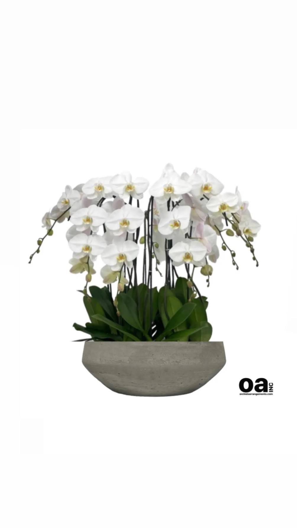 Doral floral flowers by Orchids Arrangements