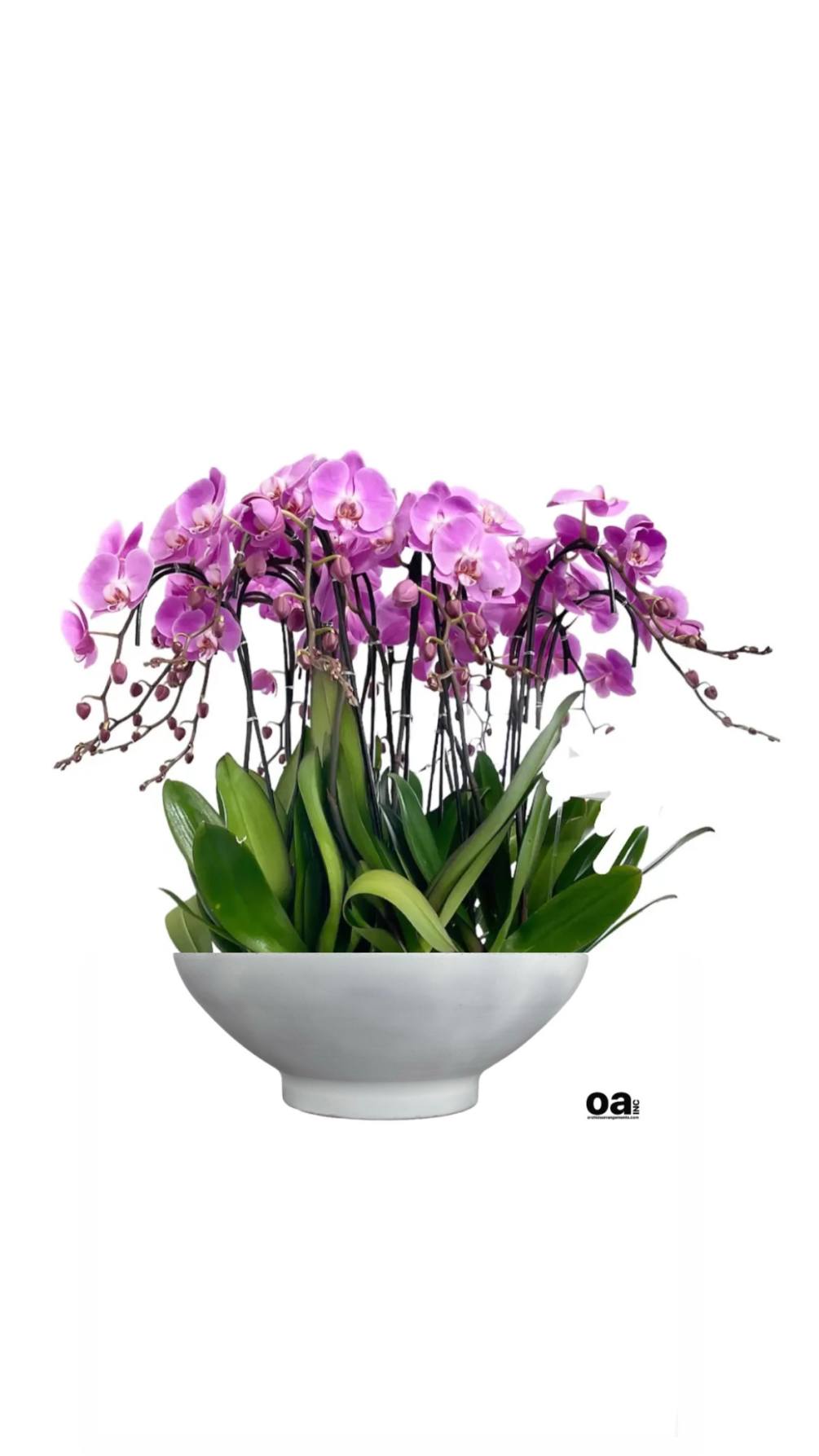 Floral Doral orchids by Orchids Arrangements