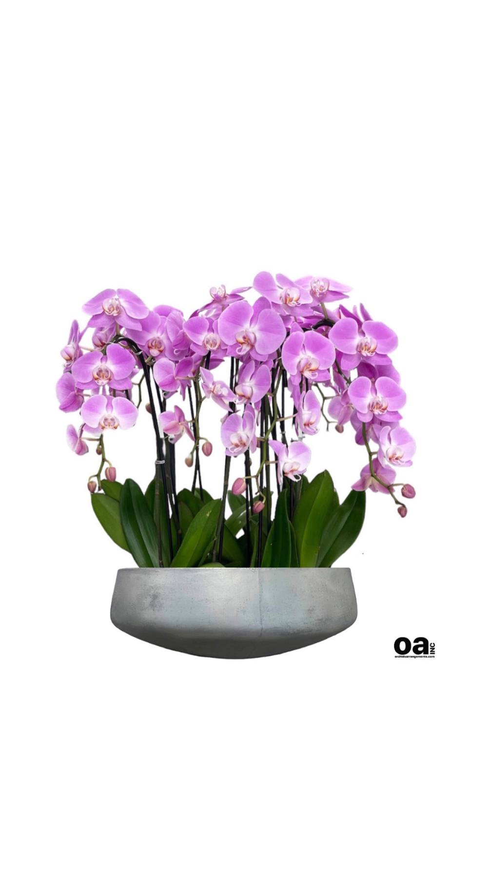 Miami Beach elegant flowers
12 pink orchids flowers 
22&quot; D x 6&quot; T
