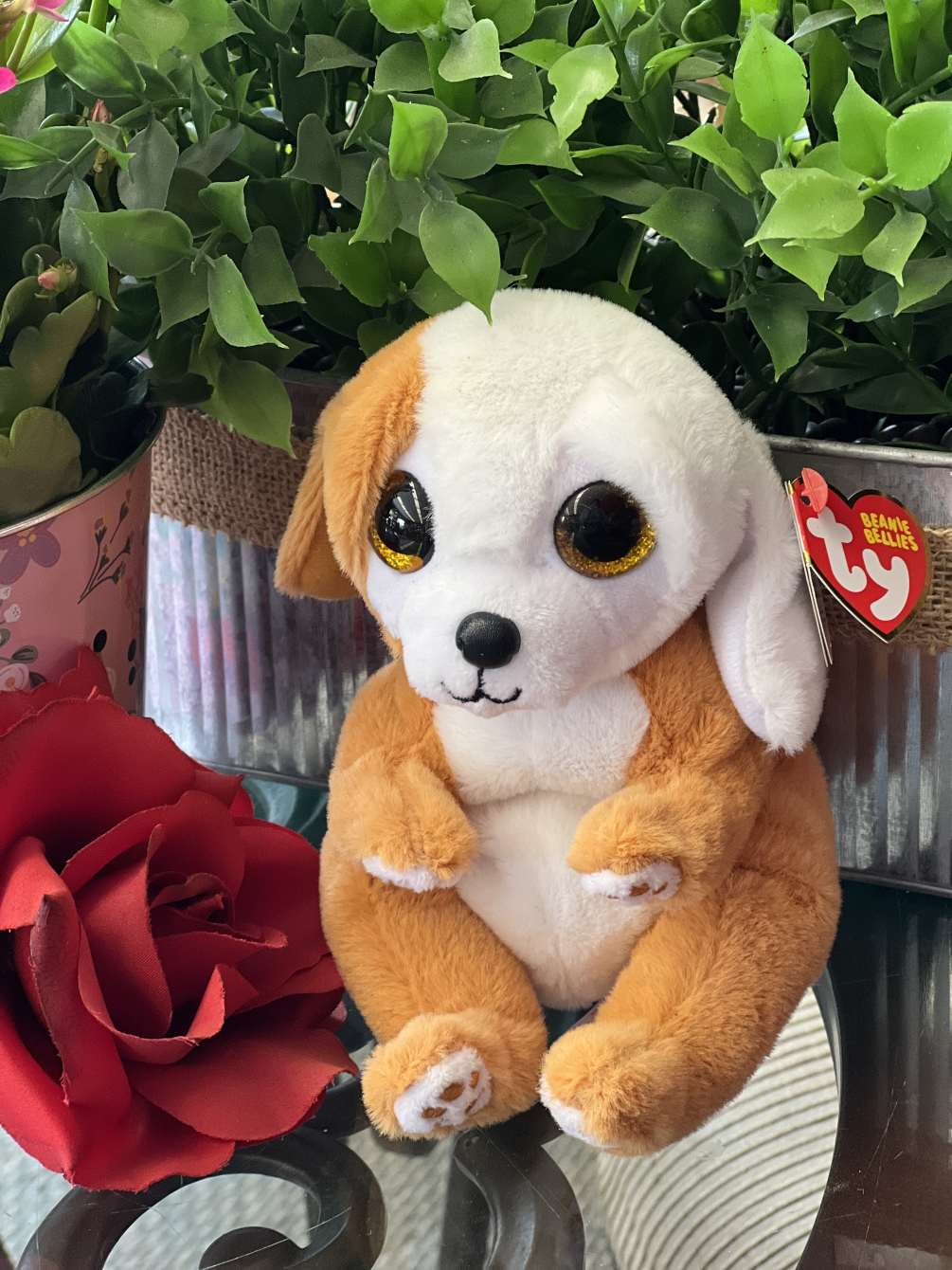 Beanie dogs on sale