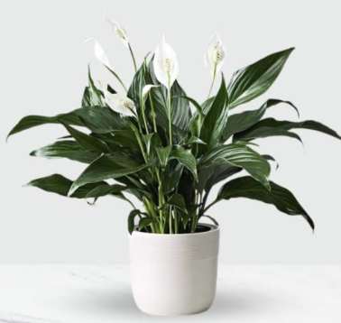 Potted peace lily with white blooms in a white planter