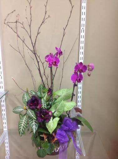 Purple orchids in a decorative planter with a ribbon